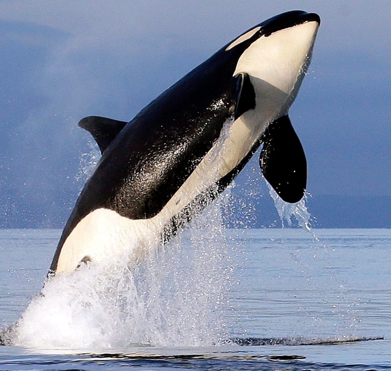 a female orca leaps from the water while breaching
