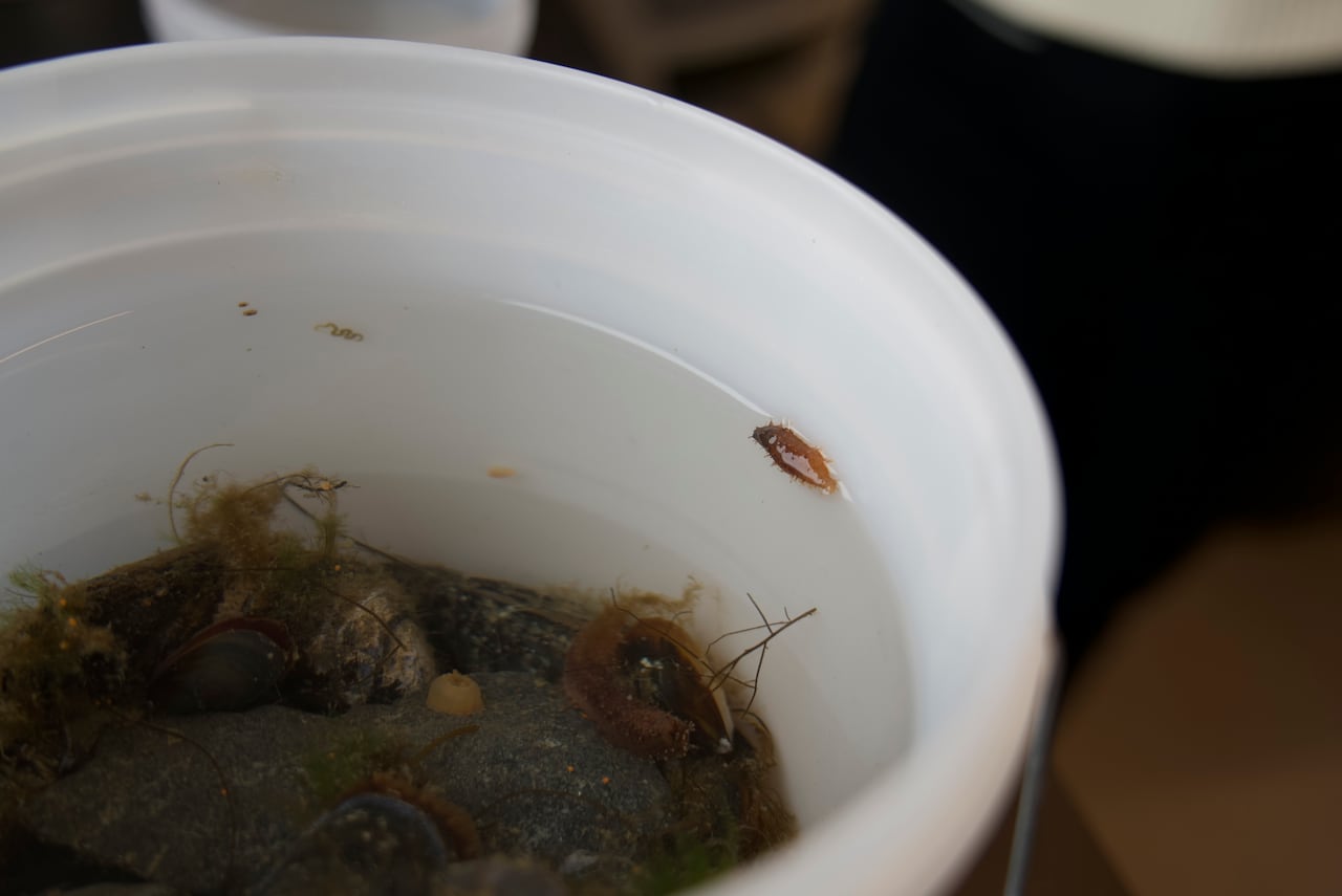 A small, brown, tube-like shape in a bucket full of water, rocks, and mussels.