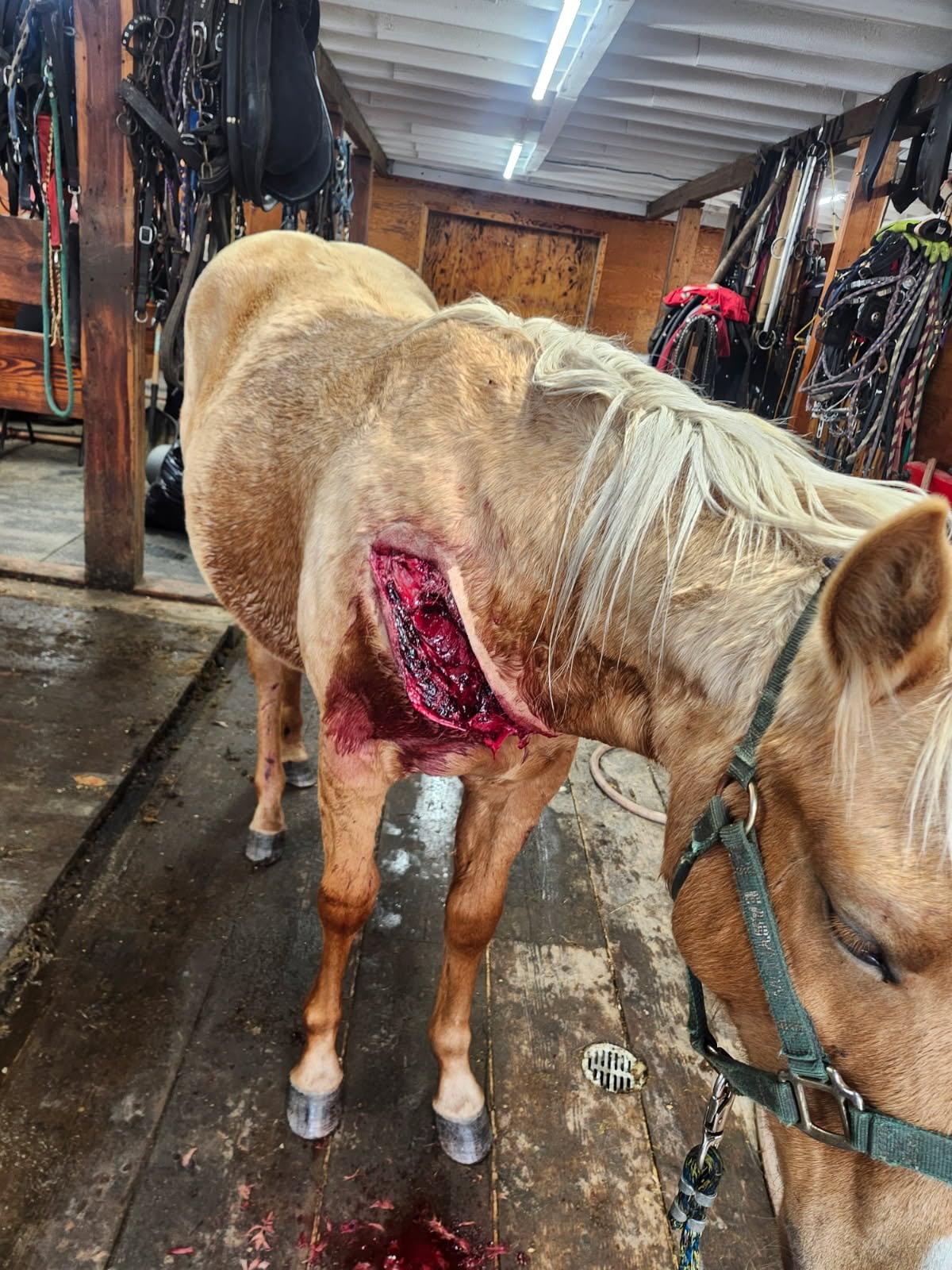 A horse with a gaping wound in its neck stands inside a barn.