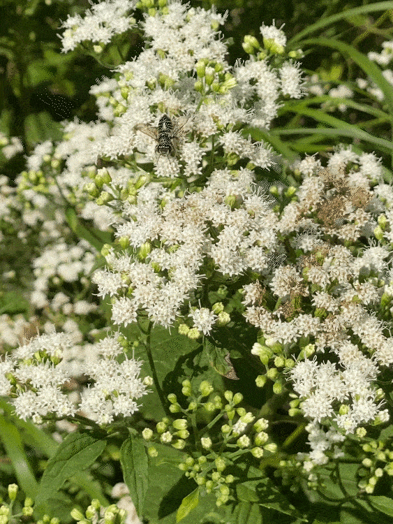 Bee in white flowers