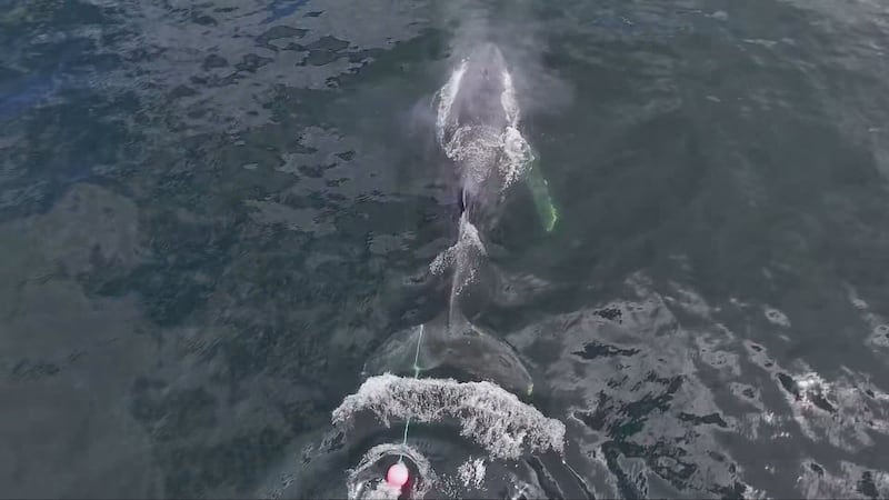 Anyone who sees a distressed or entangled marine mammal is asked to call the incident hotline at 1-800-465-4336. (Fisheries and Oceans Canada)