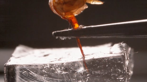 揭秘蜜蜂毒刺的“双活塞”机制：为何蜂针刺入皮肤难以拔出？（配图1）