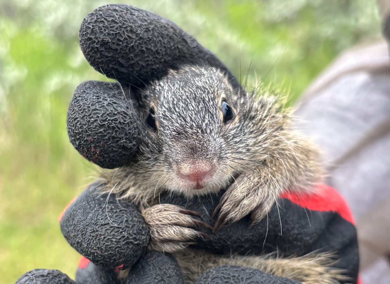 A squirrel being held by someone.