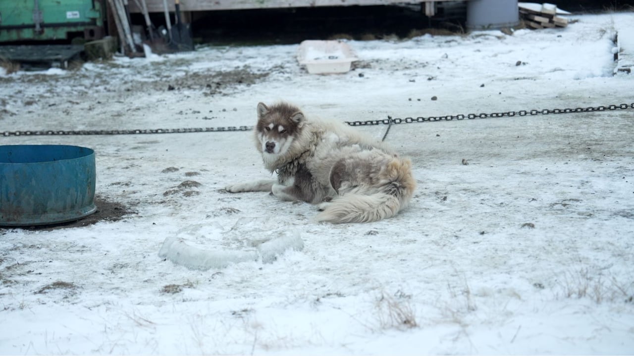 Sled dog laying down