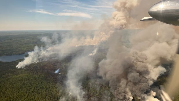 新研究发现特定树种可以充当野火屏障