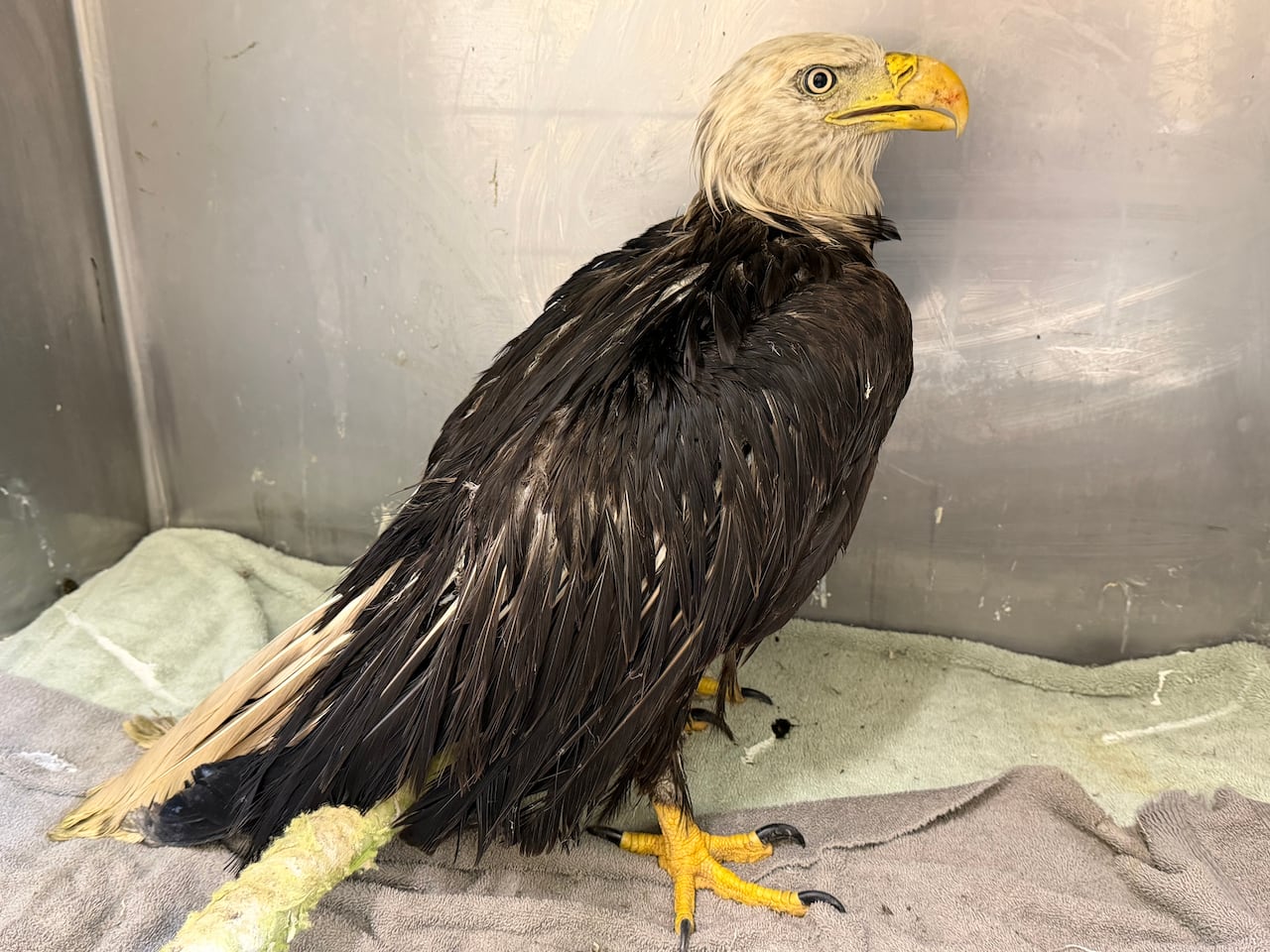 A wet-looking eagle standing on some towels
