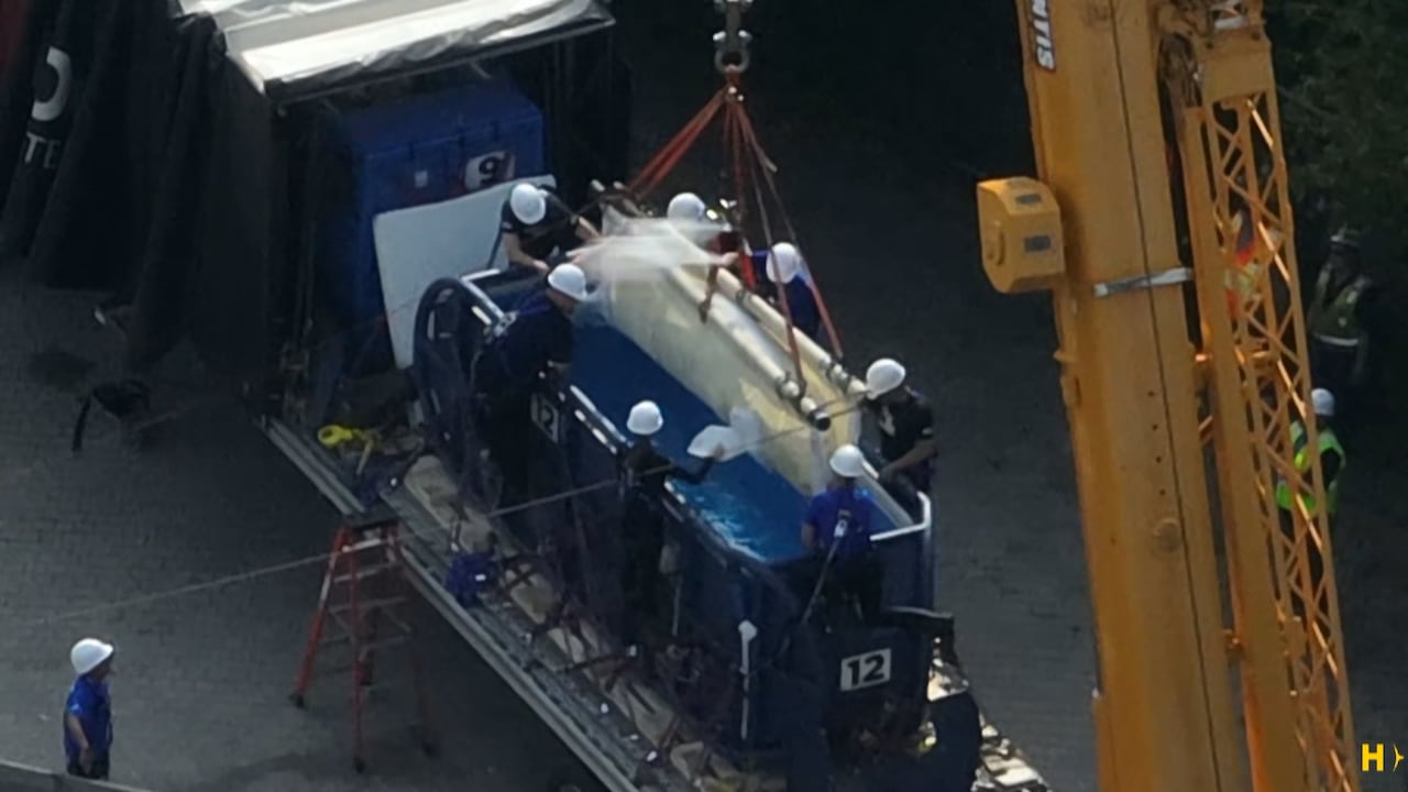 Whale lifted out of water