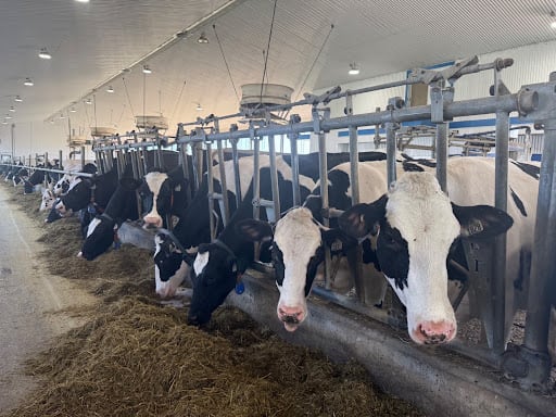 cows lined up, inside a dairy farm
