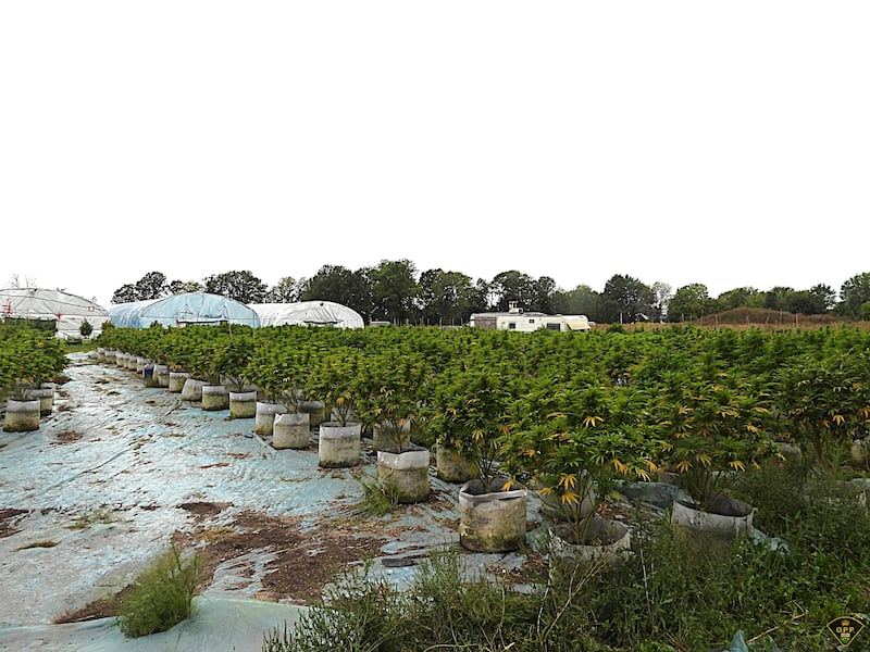 安大略原住民领地查获价值280万非法大麻，涉案人员来自多伦多和本地（配图2）