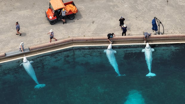 芝加哥水族馆接收加拿大鲸鱼健康堪忧，两只白鲸死因初查出胃中含异物