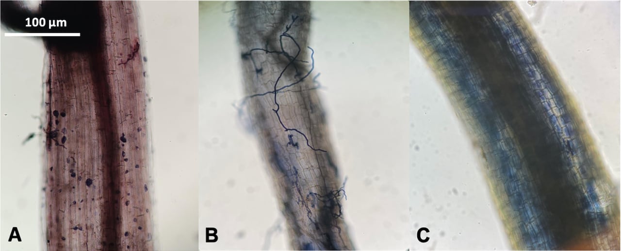 Microscope images showing blue threats in tubes