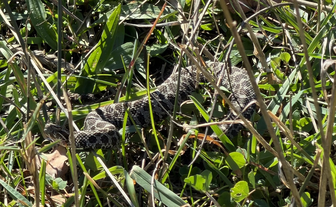 A photo of an Eastern Massasauga rattlesnake.