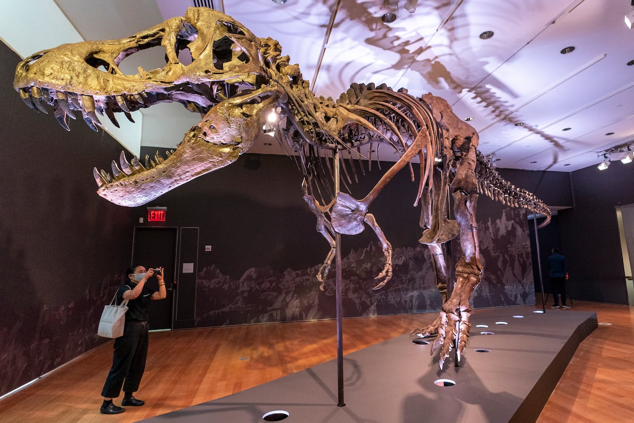 A person takes a photo of a Tyrannosaurus rex fossil on display.