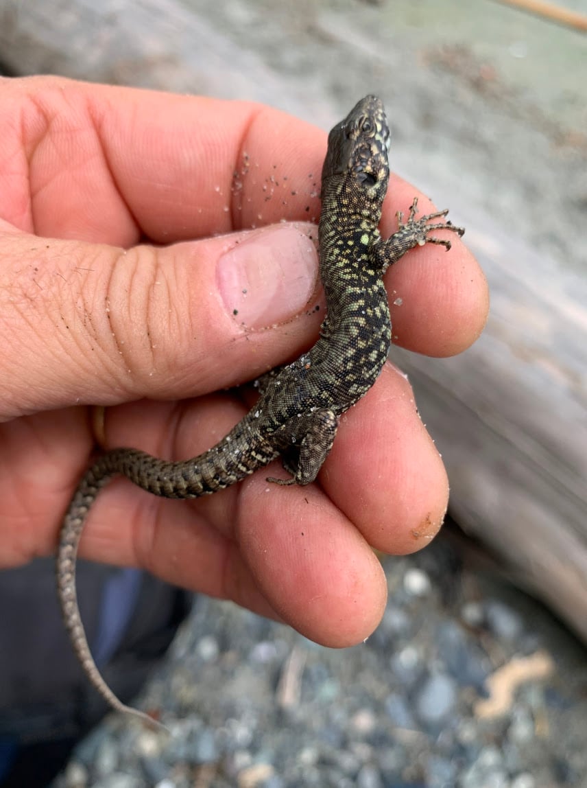 A hand holds a small lizard