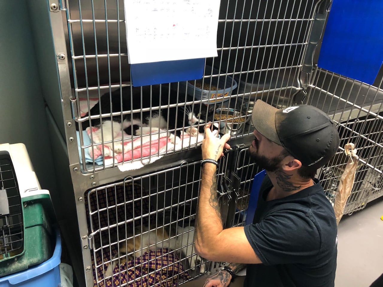 A man looks at a cat which is in a cage at a rescue.