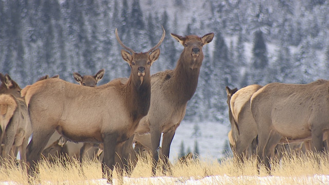 A photo of a gang of elk