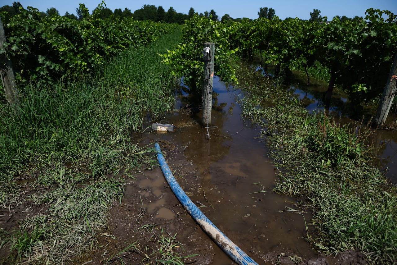 Flood waters are seen between the rows of grape vines at Zabek Vineyards in Niagara-on-the-lake, following flash floods from heavy rainfall in the area, Wednesday, August 5, 2026.
