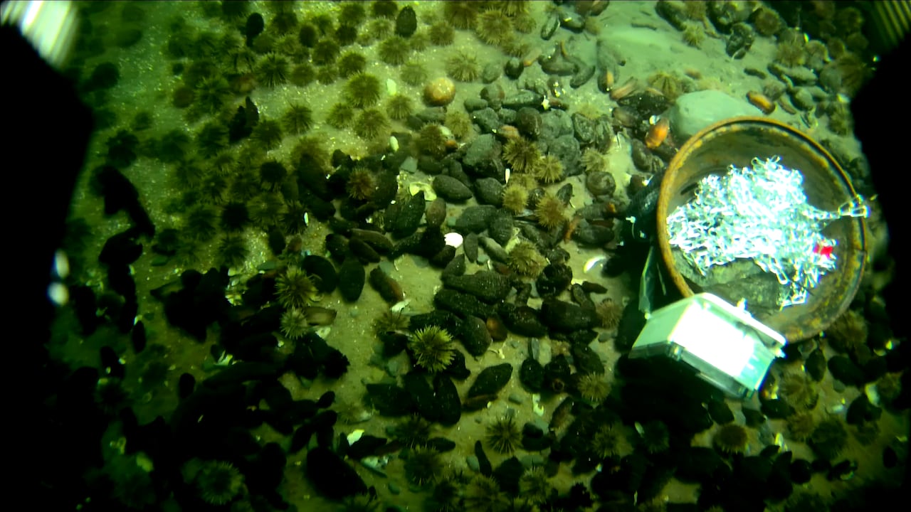 A photo from under water that's very green. It appears to show the rim of a tire with a piece of equipment attached, next to mussels and sea urchins.