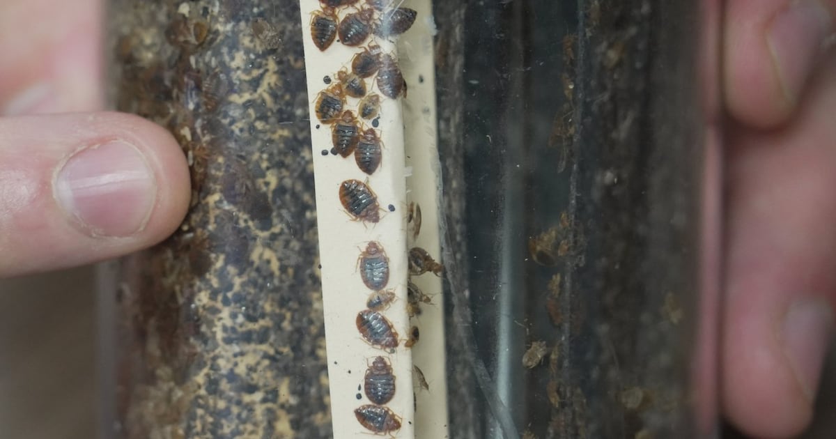 大多伦多近期床虫问题加剧，专家教你如何防治