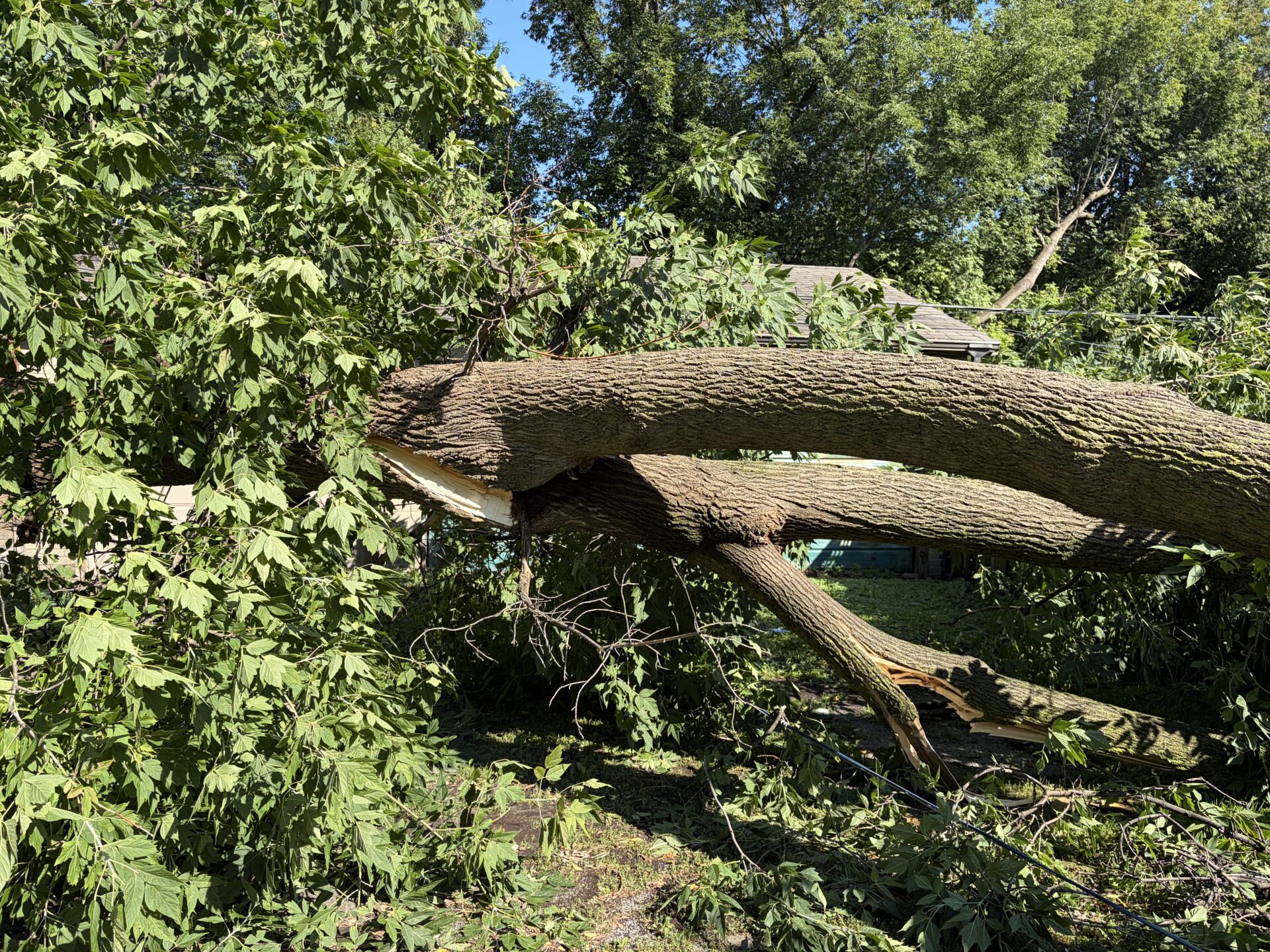 Tree down on Mrtyle Avenue