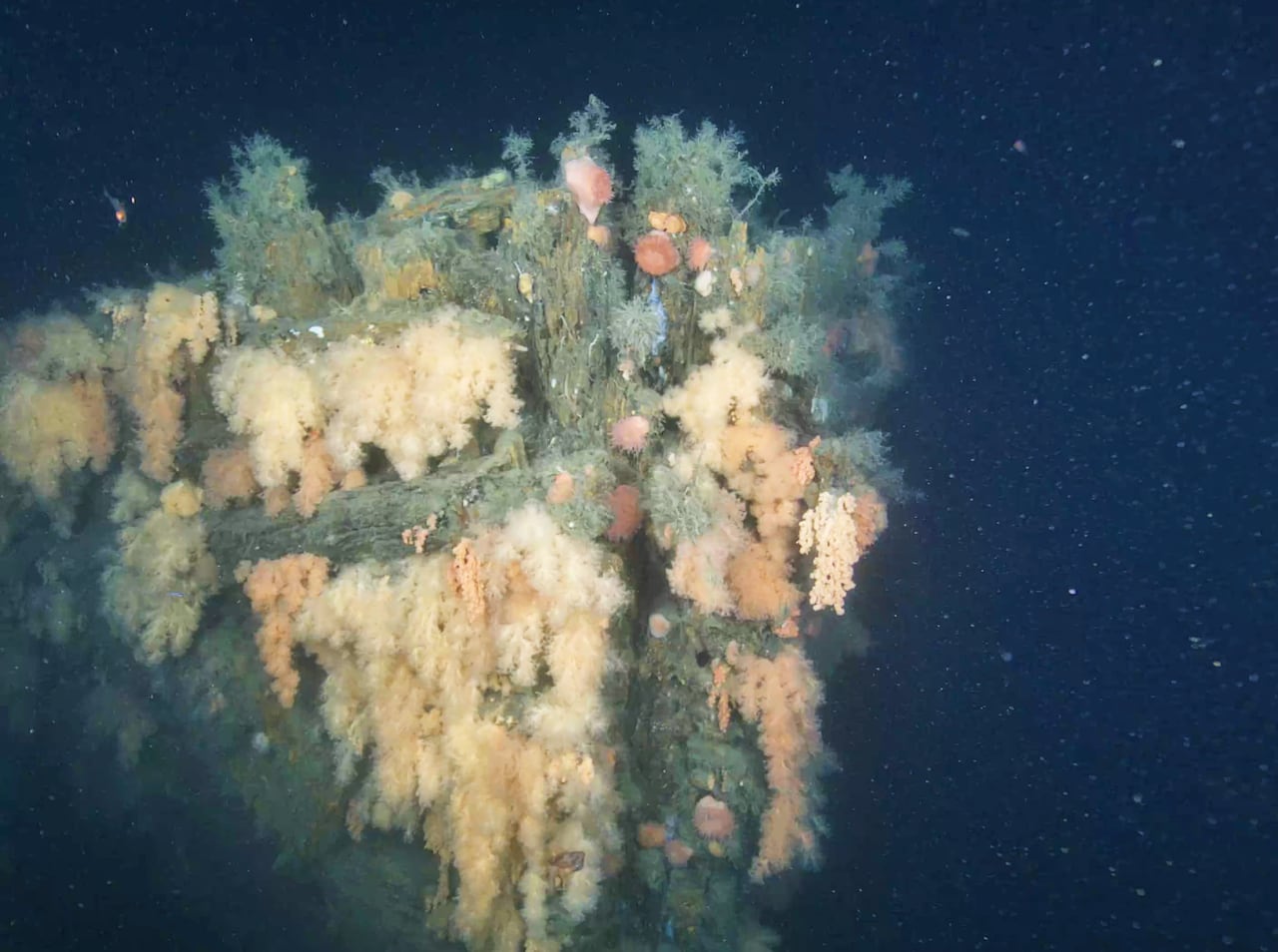 The bow of a ship is seen underwater, covered in soft coral.