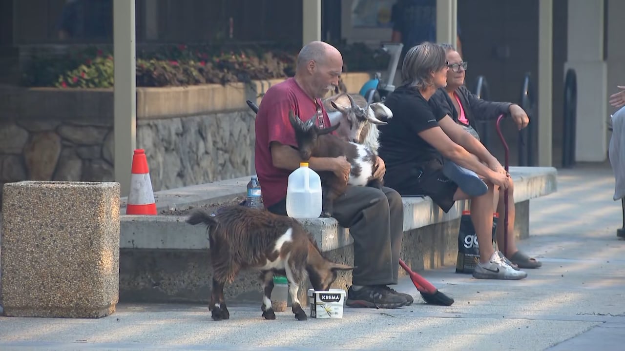 A bald man with a moustache and a red shirt sits on a bench holding a goat in his lap while another goat nuzzles him and a third goat drinks water from a container on the ground.