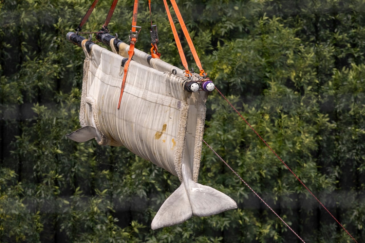 A whale's tale pokes out from a sling being used to hoist it into the air.
