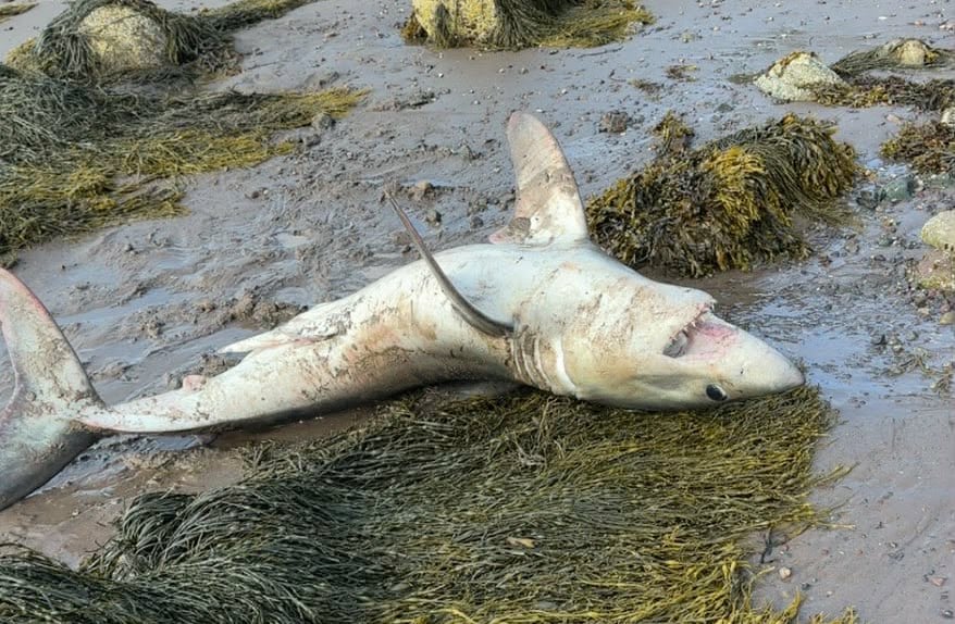 A shark laying on it's back on the sand. Seaweed is surrounding the shark.