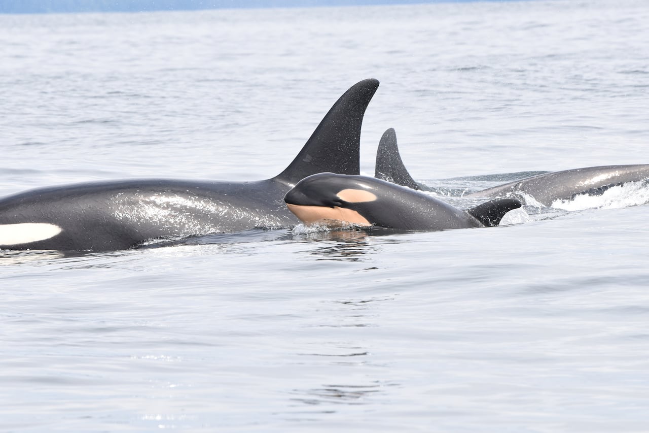 Multiple black and white orcas swim in British Columbia.