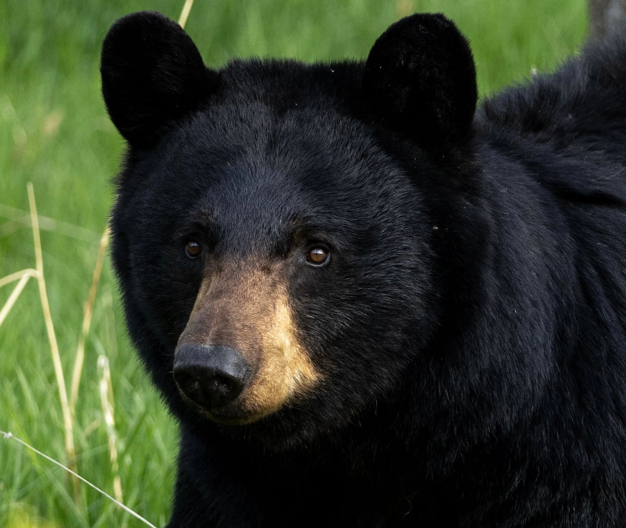A black bear.