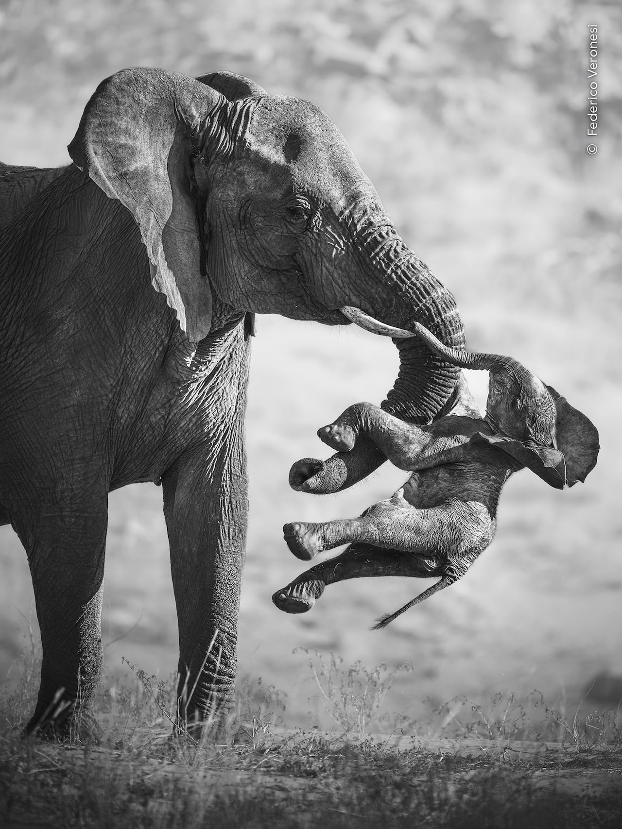 Black and white image of an African elephant holding a dead calf with its trunk