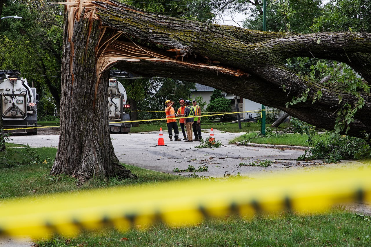 A large tree split in half onto a tree, with workers in the background.