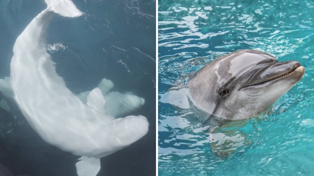 西班牙水族馆公布前马里兰园白鲸“果冻豆”等动物死亡原因（配图1）