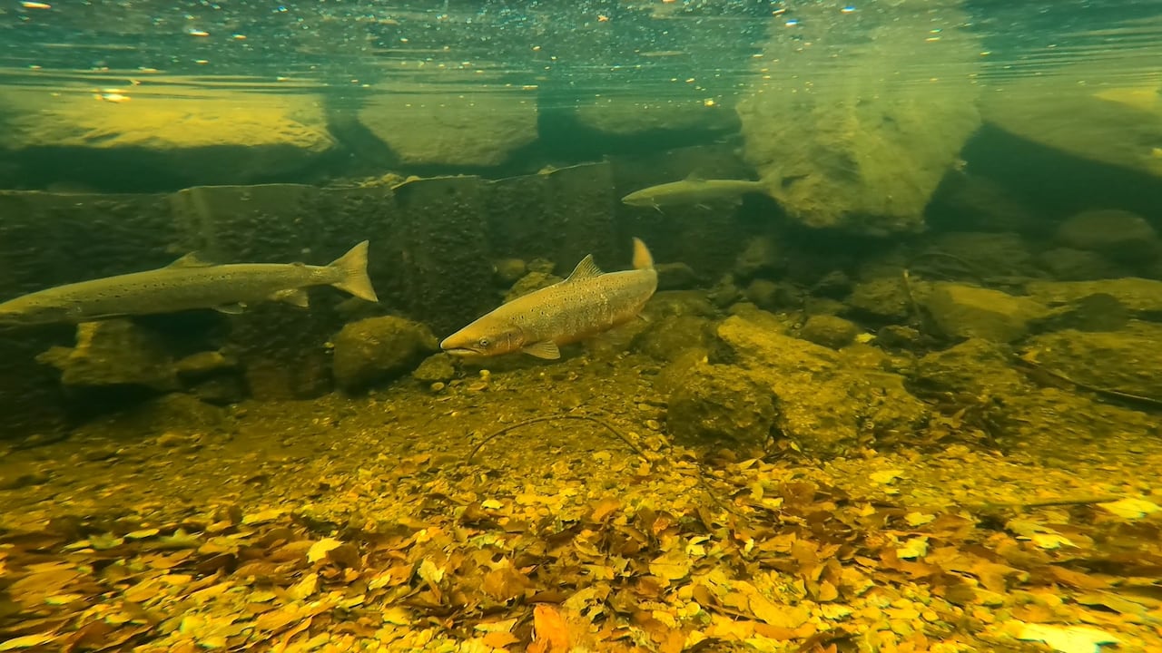 A salmon swims through a river at Cape Breton Highlands National Park.