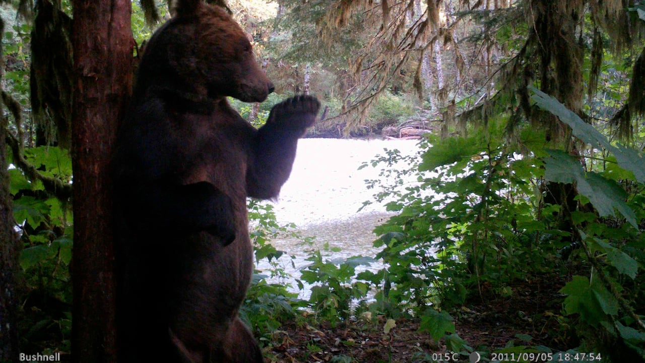 A grizzly bear on a trail camera