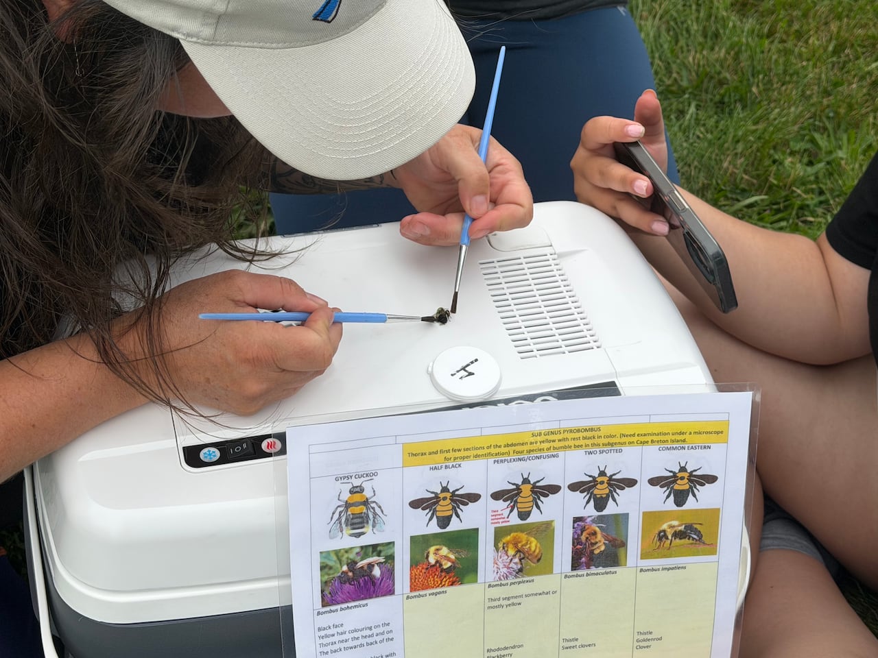Woman IDs bumblebee using paintbrushes