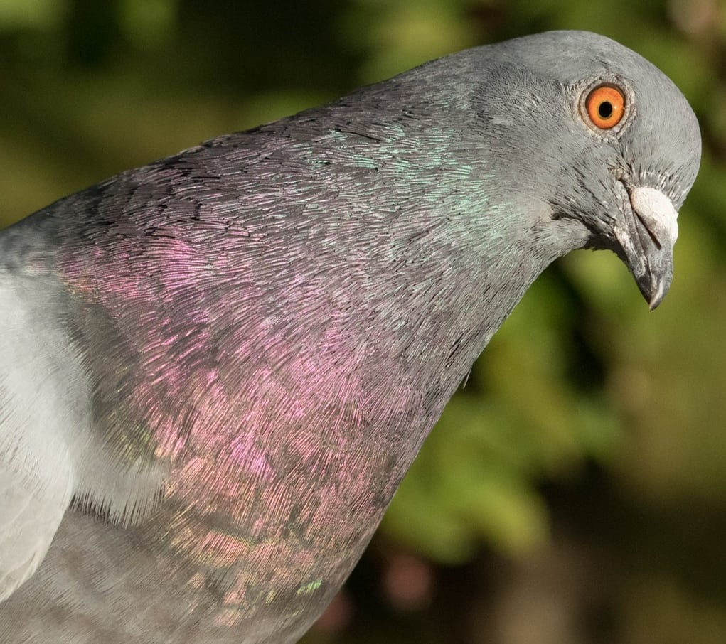 An up close photo of a grey pigeon with an orange eye