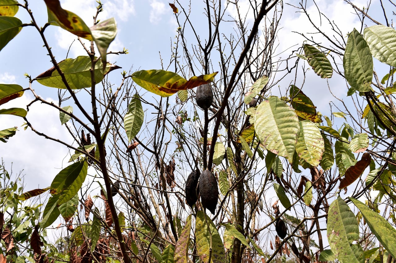 Black, dried out pods sit hanging from a tree with green leaves.