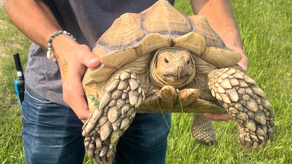 A person holds up a large tortoise.