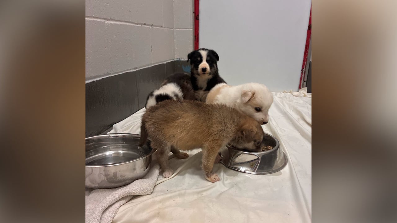 Puppies are seen eating from pet bowls.