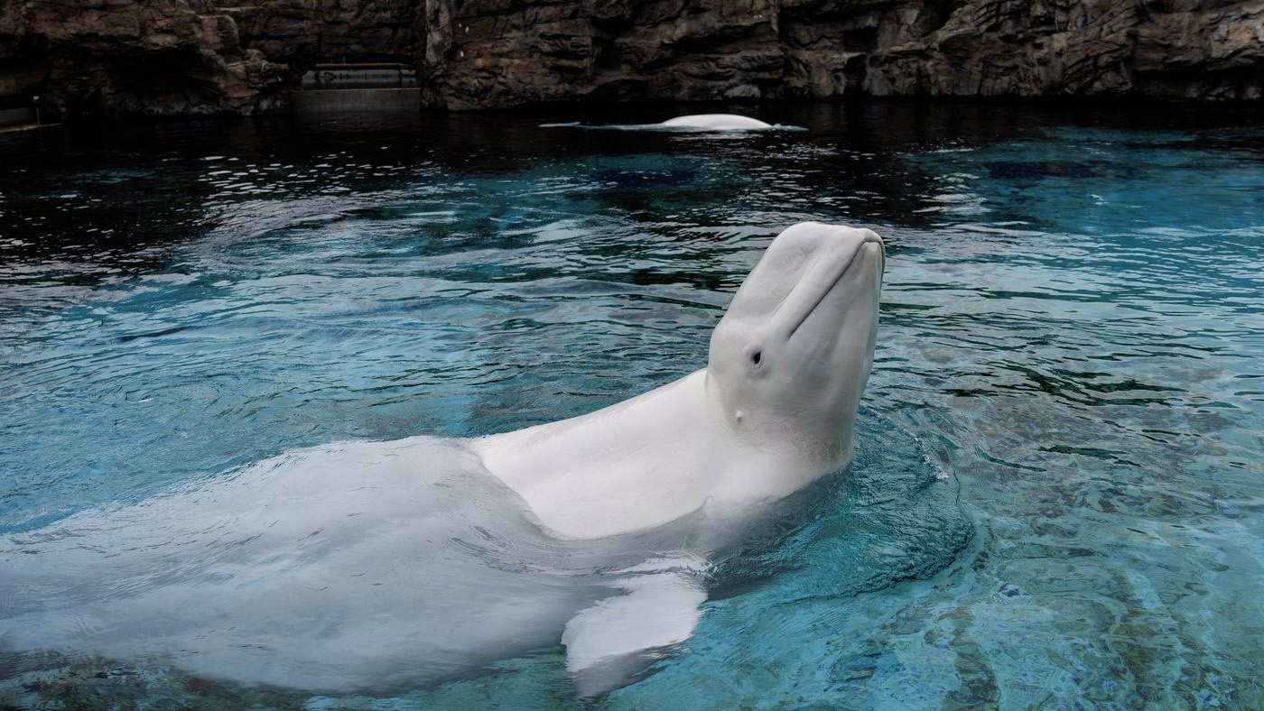 芝加哥水族馆公布：多只来自安大略Marineland白鲸死因系长期慢性病