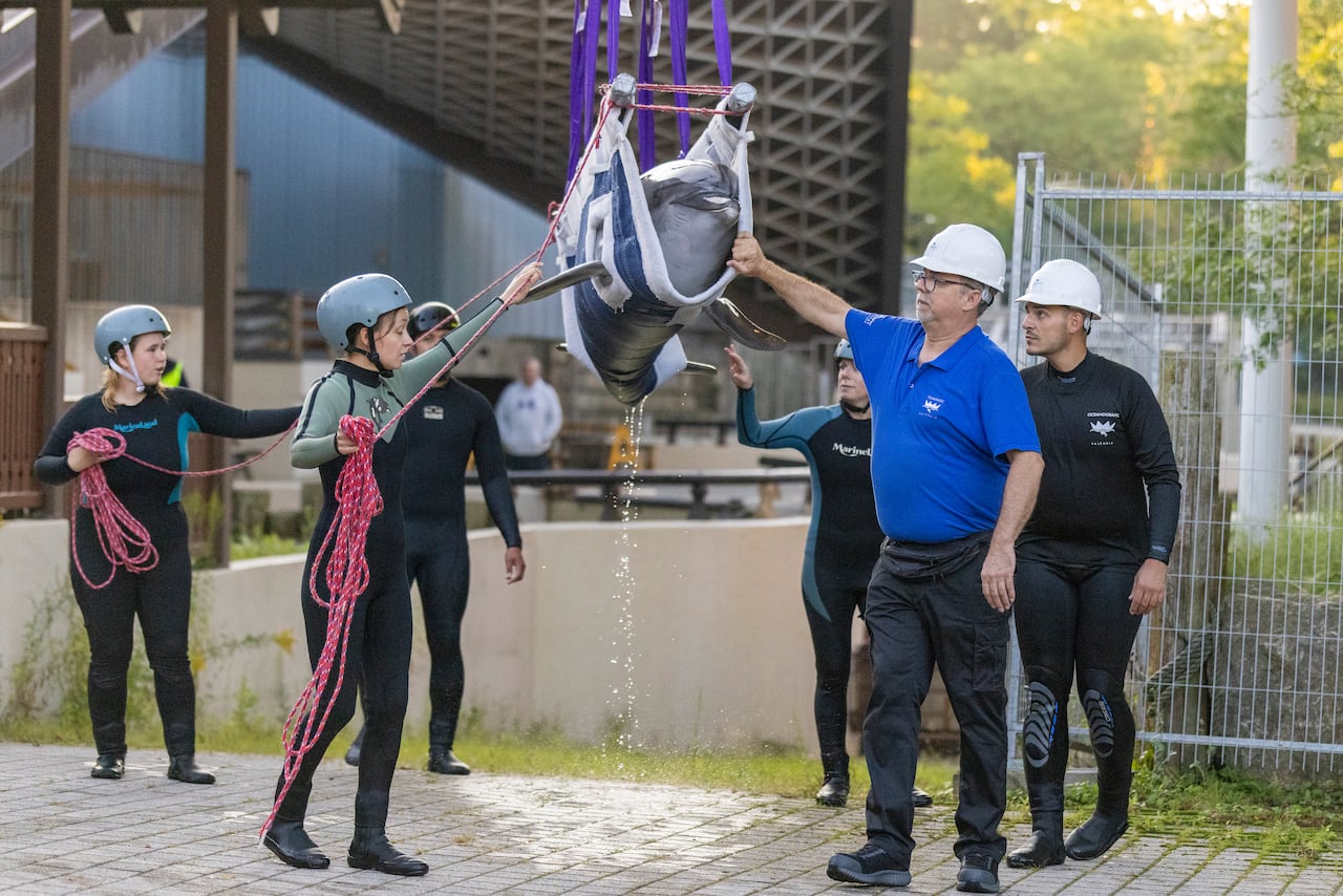 Aquarium staff walk beside a dolphin lifted up in a harness.