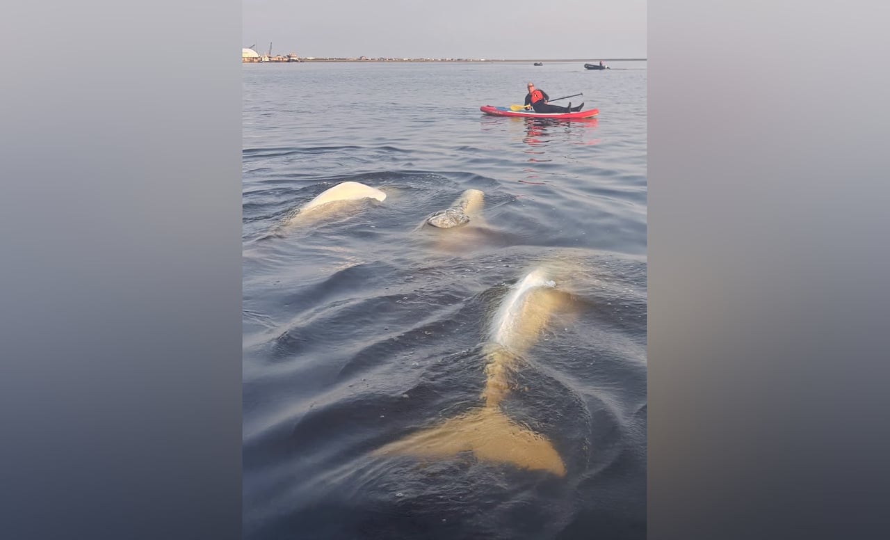 Belugas whales swim around a paddleboarder