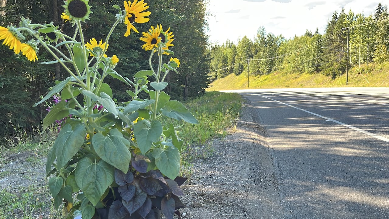 Sunflowers.