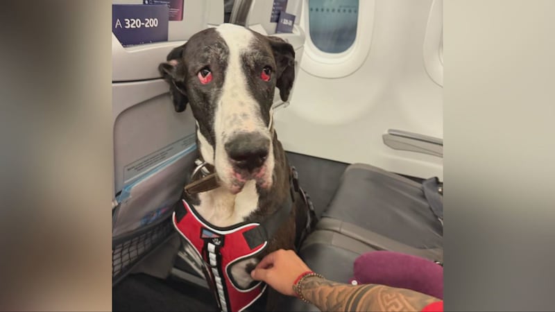 大多伦多华人关注：墨西哥航空拒载糖尿病患者及其大型助残犬（配图2）