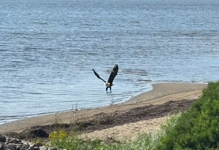 A bald eagle landing on the water