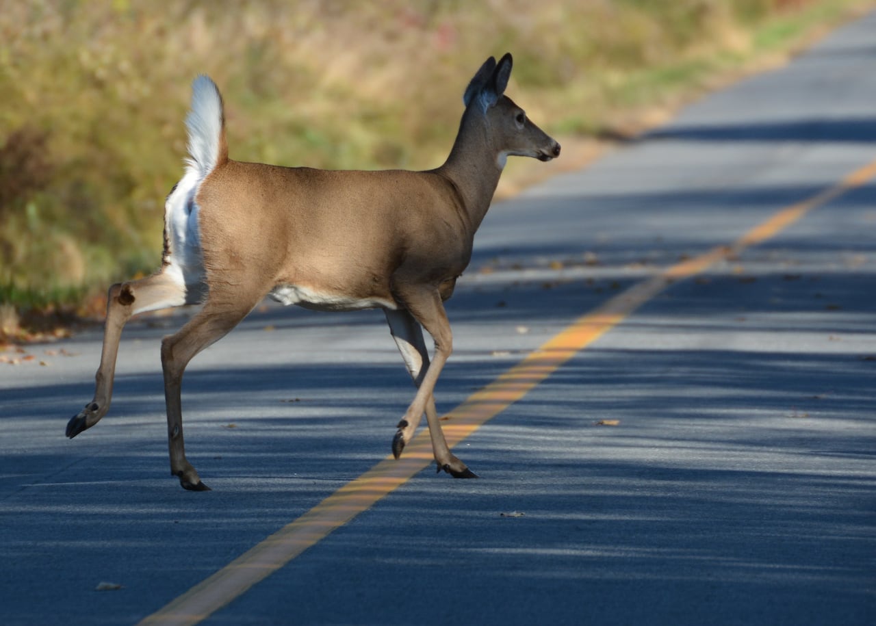 A dear crosses a road on a sunny day.
