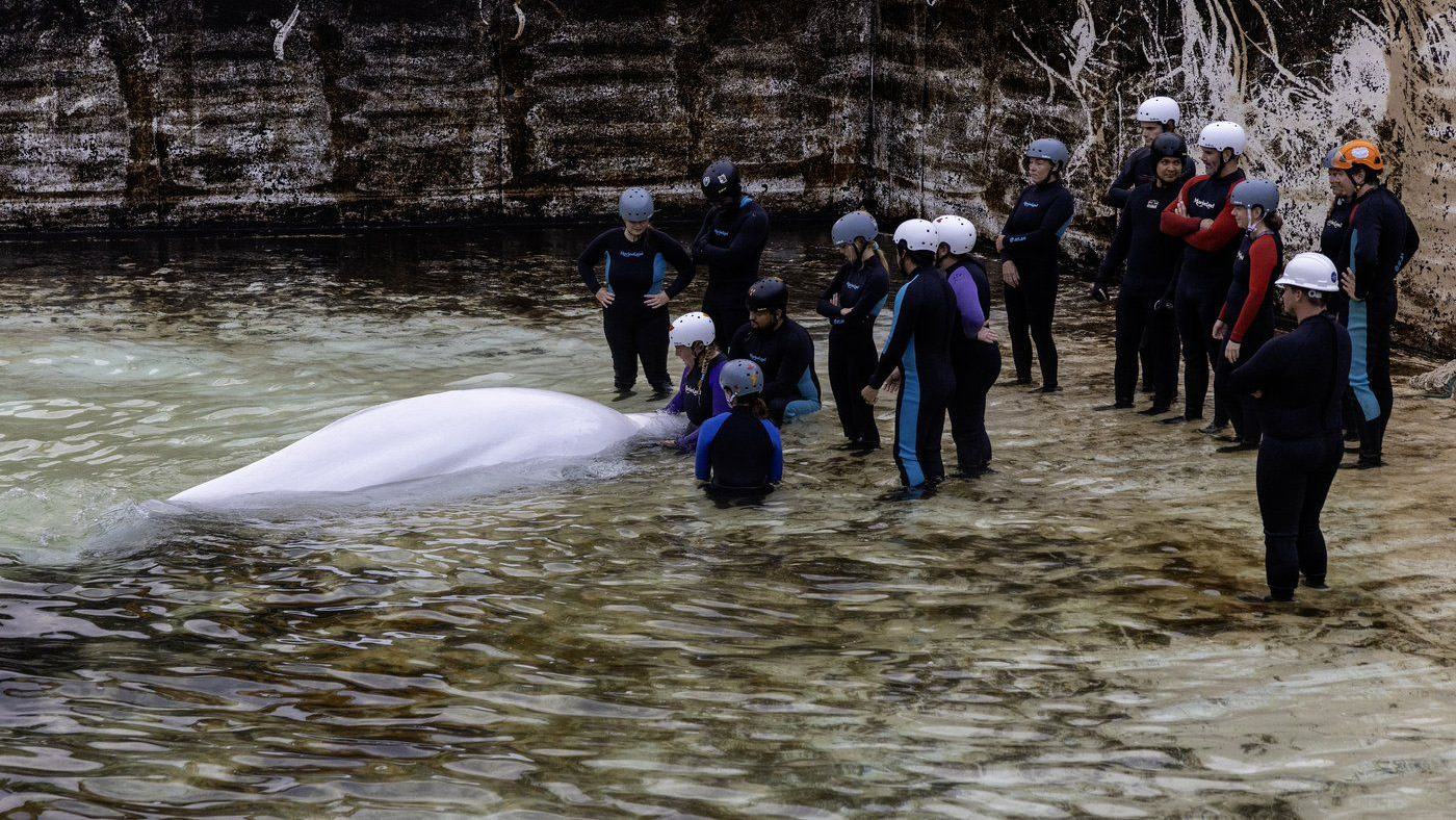 马里兰水族馆鲸鱼接连死亡 引发华人关注