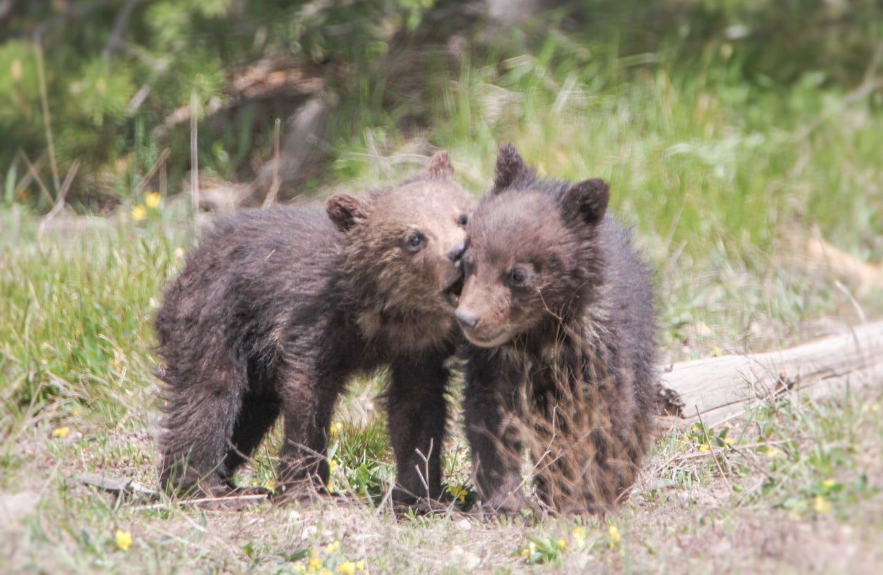 grizzly bear cubs playing