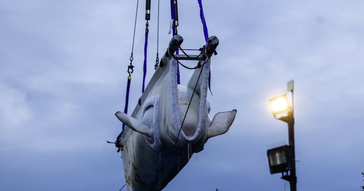 马里兰水族馆迁移白鲸接连死亡，仍引发关注